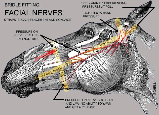 facial_nerves_horse